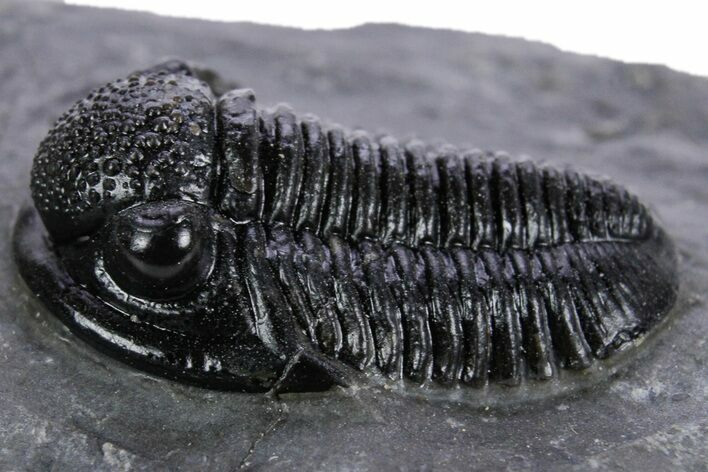 Detailed Gerastos Trilobite Fossil - Morocco #347354